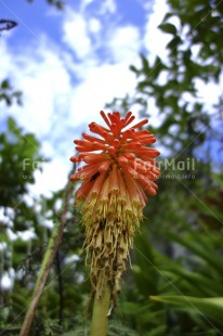 Fair Trade Photo Colour image, Flower, Food and alimentation, Fruits, Nature, Orange, Peru, Sky, South America, Vertical