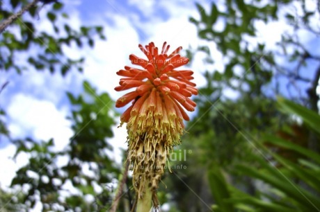 Fair Trade Photo Colour image, Flower, Food and alimentation, Fruits, Horizontal, Low angle view, Nature, Orange, Peru, Sky, South America