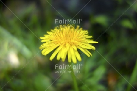 Fair Trade Photo Colour image, Day, Flower, Focus on foreground, Horizontal, Nature, Outdoor, Peru, South America, Yellow