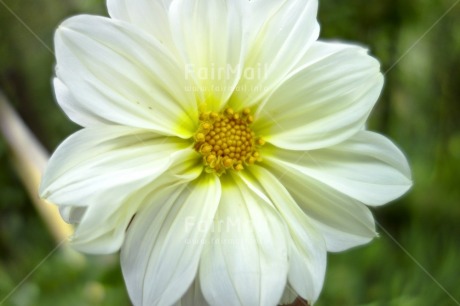 Fair Trade Photo Colour image, Condolence-Sympathy, Flower, Focus on foreground, Horizontal, Nature, Peru, South America, White