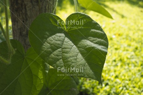 Fair Trade Photo Colour image, Day, Focus on foreground, Forest, Garden, Grass, Green, Heart, Horizontal, Leaf, Love, Nature, Outdoor, Peru, Plant, South America, Tree