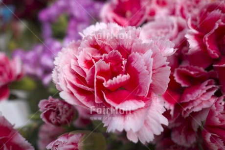 Fair Trade Photo Closeup, Colour image, Day, Flower, Focus on foreground, Garden, Horizontal, Nature, Outdoor, Peru, Pink, South America