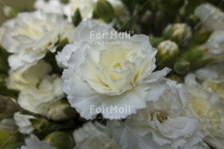 Fair Trade Photo Closeup, Colour image, Day, Flower, Focus on foreground, Garden, Horizontal, Marriage, Nature, Outdoor, Peru, South America, White