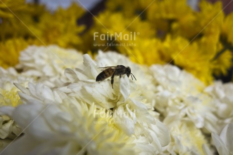 Fair Trade Photo Animals, Bee, Closeup, Colour image, Day, Environment, Flower, Garden, Horizontal, Nature, Outdoor, Peru, South America, Sustainability, Values, White, Yellow