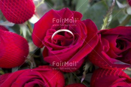 Fair Trade Photo Closeup, Colour image, Day, Flower, Garden, High angle view, Horizontal, Love, Marriage, Nature, Outdoor, Peru, Red, Ring, Rose, South America