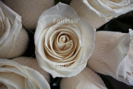 Fair Trade Photo Closeup, Colour image, Day, Flower, Garden, High angle view, Horizontal, Nature, Outdoor, Peru, Rose, South America, White