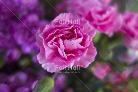 Fair Trade Photo Closeup, Colour image, Day, Flower, Focus on foreground, Garden, Horizontal, Nature, Outdoor, Peru, Pink, Rose, South America