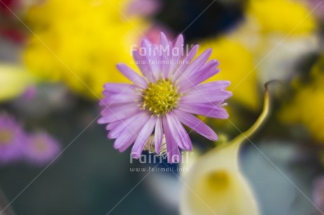 Fair Trade Photo Closeup, Colour image, Day, Flower, Focus on foreground, Garden, Horizontal, Nature, Outdoor, Peru, Purple, South America, Yellow