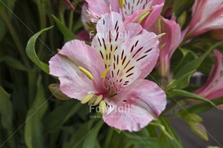 Fair Trade Photo Closeup, Colour image, Day, Flower, Garden, Horizontal, Nature, Outdoor, Peru, Pink, South America, White