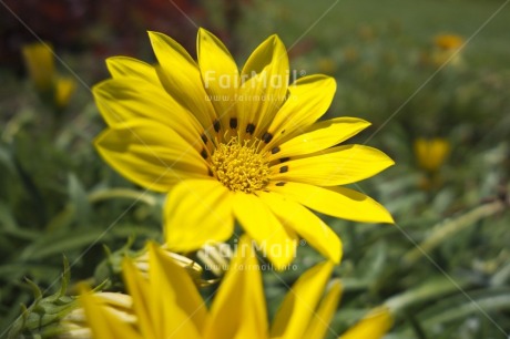 Fair Trade Photo Closeup, Colour image, Day, Flower, Garden, Horizontal, Nature, Outdoor, Peru, South America, Yellow