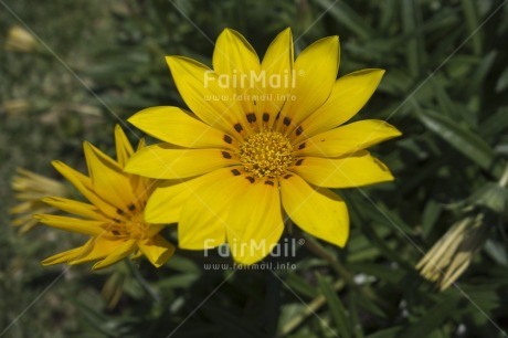 Fair Trade Photo Closeup, Colour image, Day, Flower, Garden, Horizontal, Nature, Outdoor, Peru, South America, Yellow