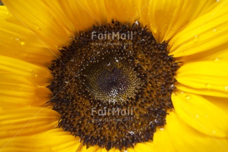 Fair Trade Photo Closeup, Colour image, Day, Flower, Horizontal, Outdoor, Peru, Seasons, South America, Summer, Sunflower, Waterdrop
