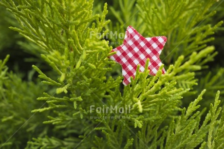 Fair Trade Photo Christmas, Colour image, Day, Green, Horizontal, Outdoor, Peru, Plant, Red, South America, Star, Tree