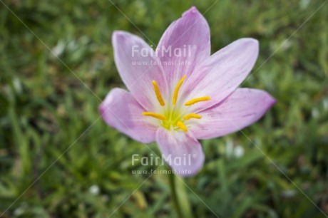 Fair Trade Photo Closeup, Colour image, Flower, Green, Horizontal, Nature, Peru, Pink, South America