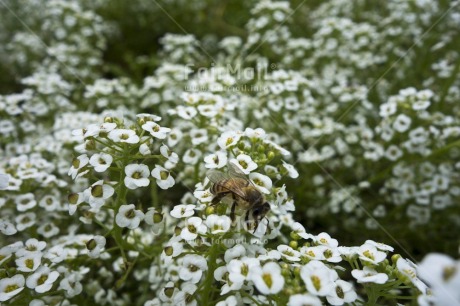 Fair Trade Photo Animals, Bee, Colour image, Day, Environment, Flower, Horizontal, Nature, Outdoor, Peru, South America, Sustainability, Values, White