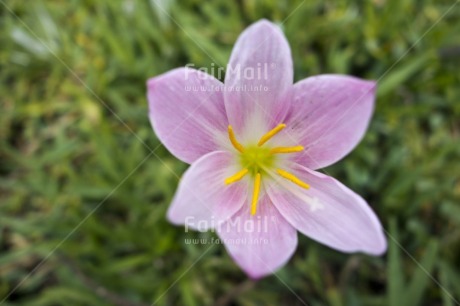 Fair Trade Photo Closeup, Colour image, Flower, Green, Horizontal, Nature, Peru, Pink, South America