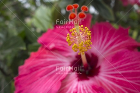 Fair Trade Photo Closeup, Colour image, Day, Flower, Horizontal, Outdoor, Peru, Red, South America