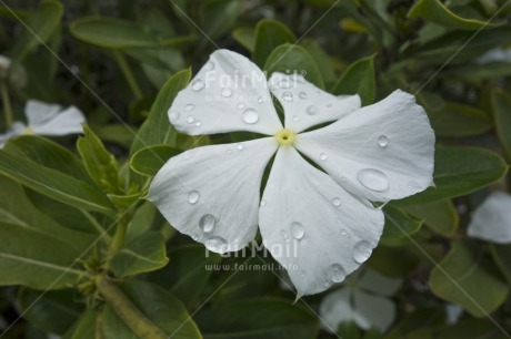Fair Trade Photo Closeup, Colour image, Flower, Green, Horizontal, Peru, South America, Waterdrop, White
