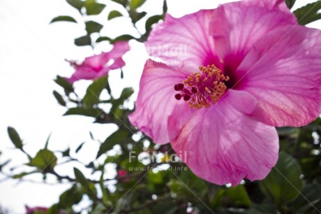 Fair Trade Photo Closeup, Colour image, Day, Flower, Horizontal, Nature, Outdoor, Peru, Pink, South America