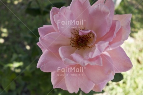 Fair Trade Photo Closeup, Colour image, Day, Flower, Green, Horizontal, Nature, Outdoor, Peru, Pink, South America