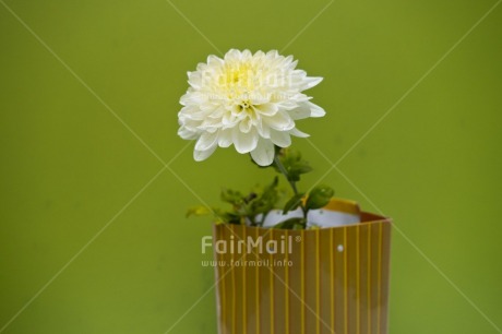 Fair Trade Photo Colour image, Flower, Green, Horizontal, Indoor, Peru, South America, Studio, White, Yellow