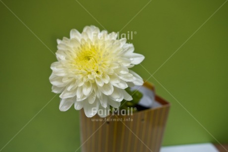 Fair Trade Photo Colour image, Flower, Green, Horizontal, Indoor, Peru, South America, Studio, White, Yellow