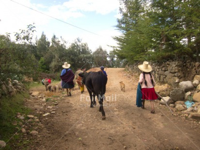 Fair Trade Photo Activity, Agriculture, Animals, Clothing, Cow, Dailylife, Donkey, Family, Group of People, Horizontal, Mountain, People, Peru, Rural, Sombrero, South America, Streetlife, Traditional clothing, Walking