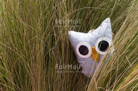 Fair Trade Photo Activity, Animals, Cute, Day, Grass, Horizontal, Looking at camera, Outdoor, Owl, Peru, South America