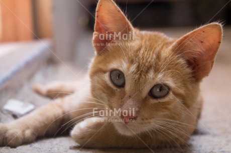 Fair Trade Photo Activity, Animals, Cat, Cute, Horizontal, Looking at camera, Peru, South America