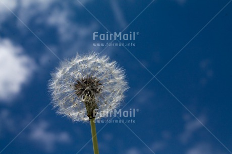 Fair Trade Photo Closeup, Clouds, Day, Flower, Good luck, Horizontal, Outdoor, Peru, Sky, South America, Summer, Thinking of you, White