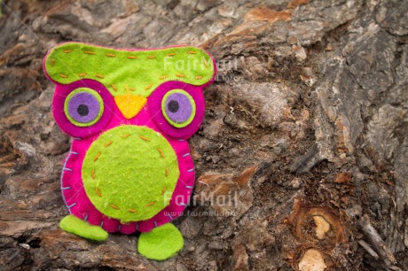 Fair Trade Photo Animals, Closeup, Colour image, Horizontal, Owl, Peru, South America