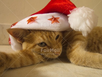 Fair Trade Photo Animals, Cat, Christmas, Closeup, Colour image, Cute, Horizontal, Peru, Red, South America, Star, White