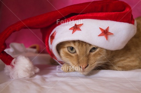 Fair Trade Photo Animals, Cat, Christmas, Closeup, Colour image, Cute, Horizontal, Peru, Red, South America, Star, White