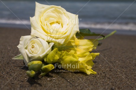 Fair Trade Photo Beach, Closeup, Colour image, Condolence-Sympathy, Day, Flower, Horizontal, Outdoor, Peru, Sand, South America