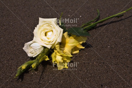 Fair Trade Photo Beach, Closeup, Colour image, Condolence-Sympathy, Day, Flower, Horizontal, Outdoor, Peru, Sand, South America