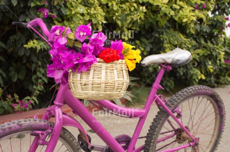 Fair Trade Photo Bicycle, Colour image, Day, Flower, Horizontal, Mothers day, Outdoor, Peru, Pink, Purple, South America, Summer, Transport, Tree