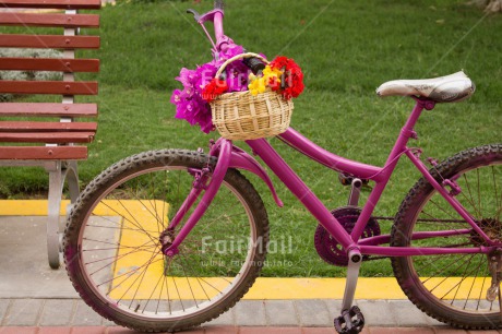 Fair Trade Photo Bicycle, Colour image, Day, Flower, Horizontal, Mothers day, Outdoor, Peru, Pink, Purple, South America, Summer, Transport, Tree