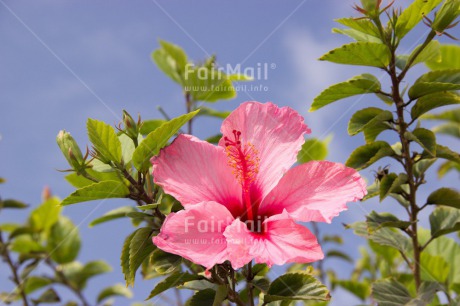 Fair Trade Photo Closeup, Colour image, Day, Flower, Horizontal, Mothers day, Nature, Outdoor, Peru, Pink, South America
