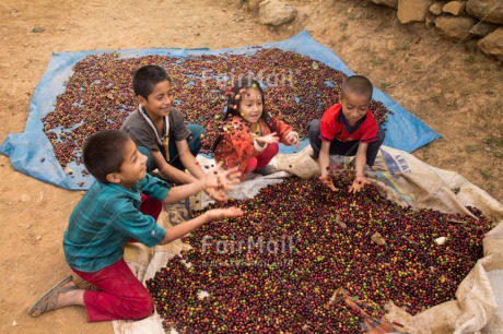 Fair Trade Photo 5 -10 years, Activity, Agriculture, Casual clothing, Clothing, Coffee, Colour image, Fair trade, Food and alimentation, Friendship, Group of children, Harvest, Latin, People, Peru, Playing, Portrait fullbody, Rural, South America, Throwing, Together