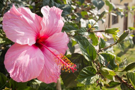 Fair Trade Photo Closeup, Colour image, Flower, Mothers day, Peru, Pink, South America