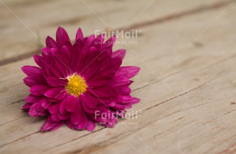 Fair Trade Photo Closeup, Colour image, Flower, Mothers day, Peru, Pink, South America, Thank you