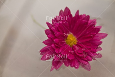 Fair Trade Photo Closeup, Colour image, Flower, Peru, Pink, Red, South America, Water