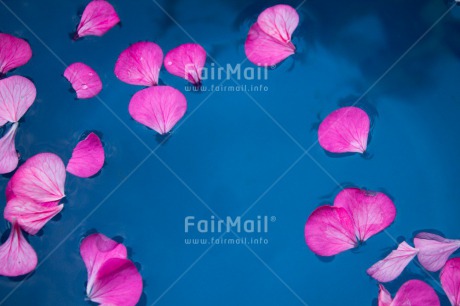 Fair Trade Photo Blue, Closeup, Condolence-Sympathy, Flower, Horizontal, Mothers day, Peru, Pink, South America, Thinking of you, Water, Waterdrop