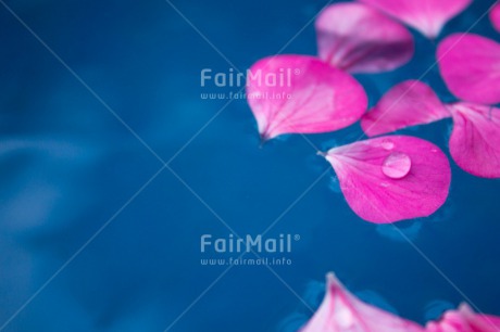 Fair Trade Photo Blue, Closeup, Condolence-Sympathy, Flower, Horizontal, Mothers day, Peru, Pink, South America, Thinking of you, Water, Waterdrop