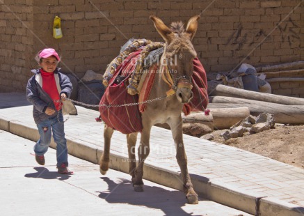 Fair Trade Photo 5 -10 years, Activity, Agriculture, Animals, Dailylife, Donkey, Horizontal, Latin, One boy, People, Peru, Portrait fullbody, Rural, Smiling, South America, Streetlife, Walking