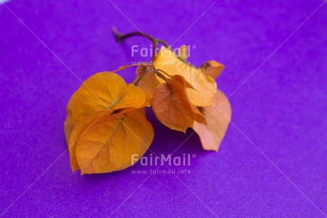 Fair Trade Photo Closeup, Flower, Food and alimentation, Fruits, Horizontal, Orange, Peru, Purple, South America