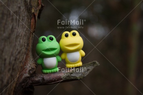 Fair Trade Photo Colour image, Friendship, Frog, Horizontal, Peru, South America, Together, Tree