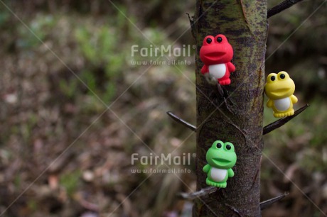 Fair Trade Photo Colour image, Friendship, Frog, Horizontal, Peru, South America, Together, Tree
