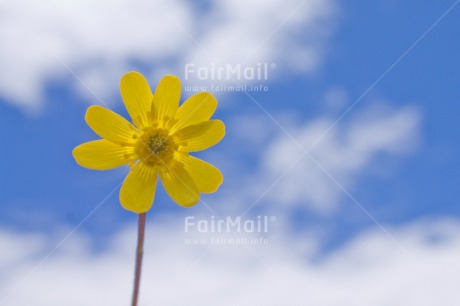 Fair Trade Photo Colour image, Flower, Horizontal, Peru, Sky, South America, Summer, Yellow