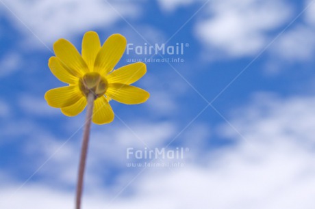 Fair Trade Photo Colour image, Flower, Horizontal, Peru, Sky, South America, Summer, Yellow